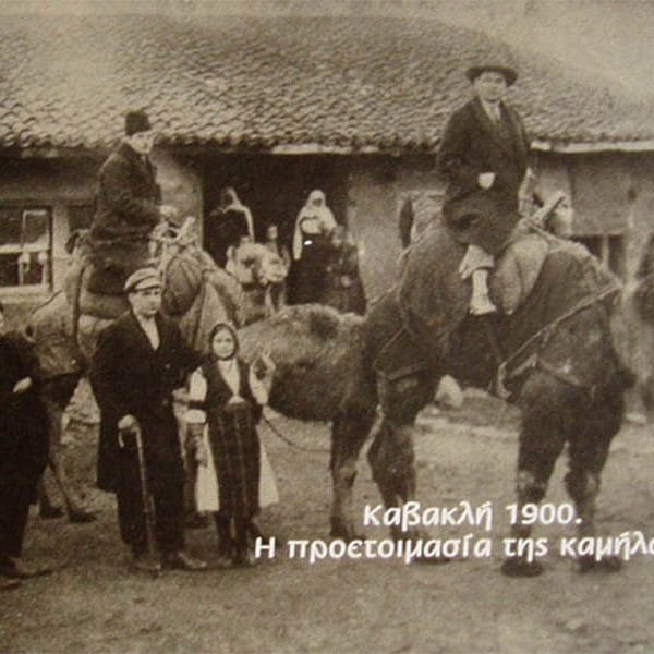 Καμήλες και Ντιβιτζήδες Αίγειρος Ροδόπης